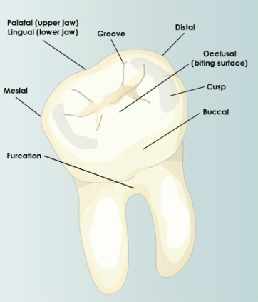 Dental Surfaces Chart