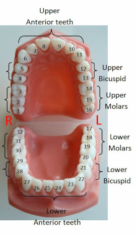 dental tooth numbers and surfaces